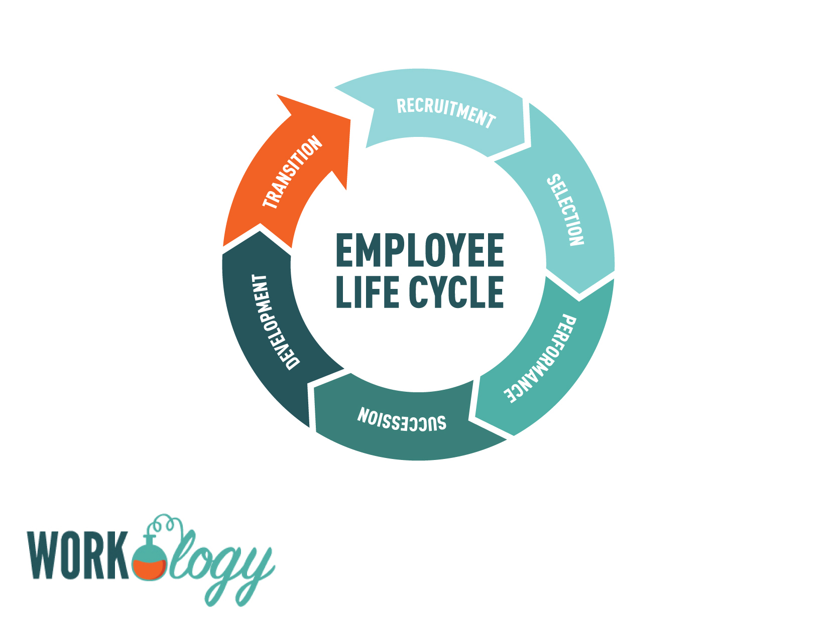 employee life cycle, recruitment, hiring, performance, succession, development, transition